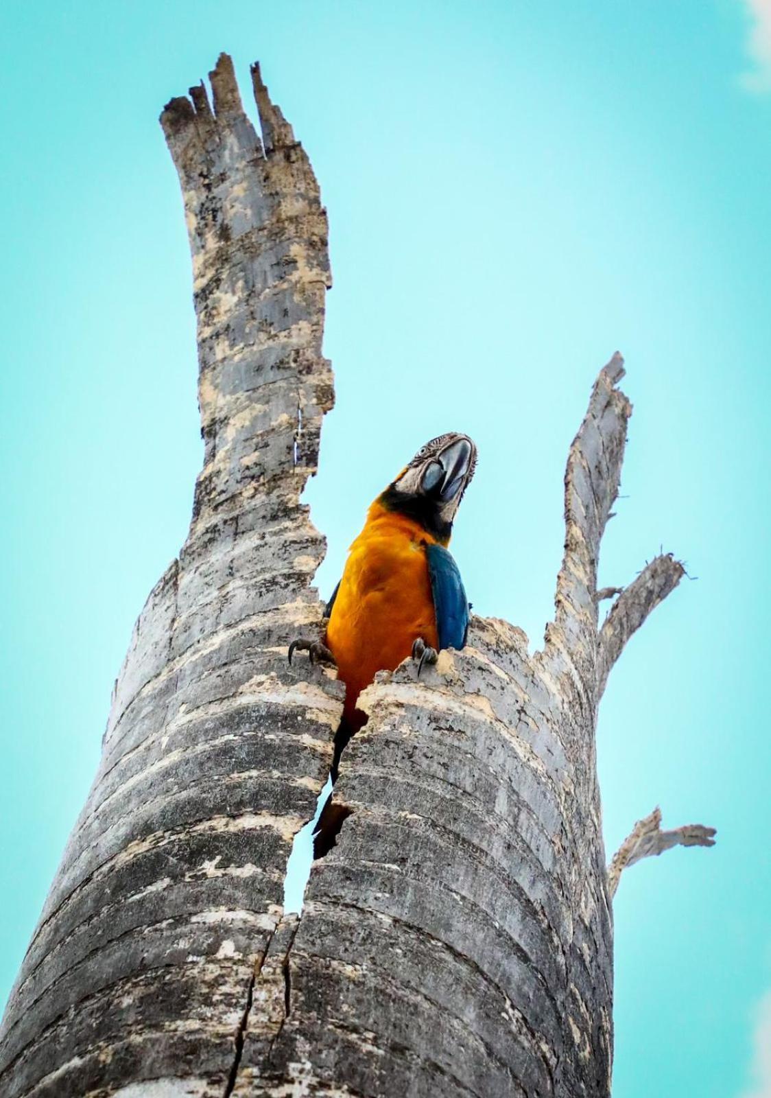 Toca Do Lobo Otel Pirenópolis Dış mekan fotoğraf